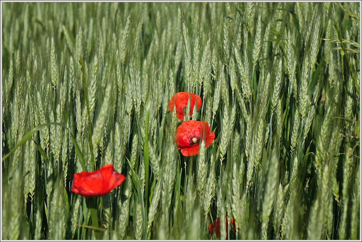 Mohnblumen im Weizenfeld
(27.05.2015)