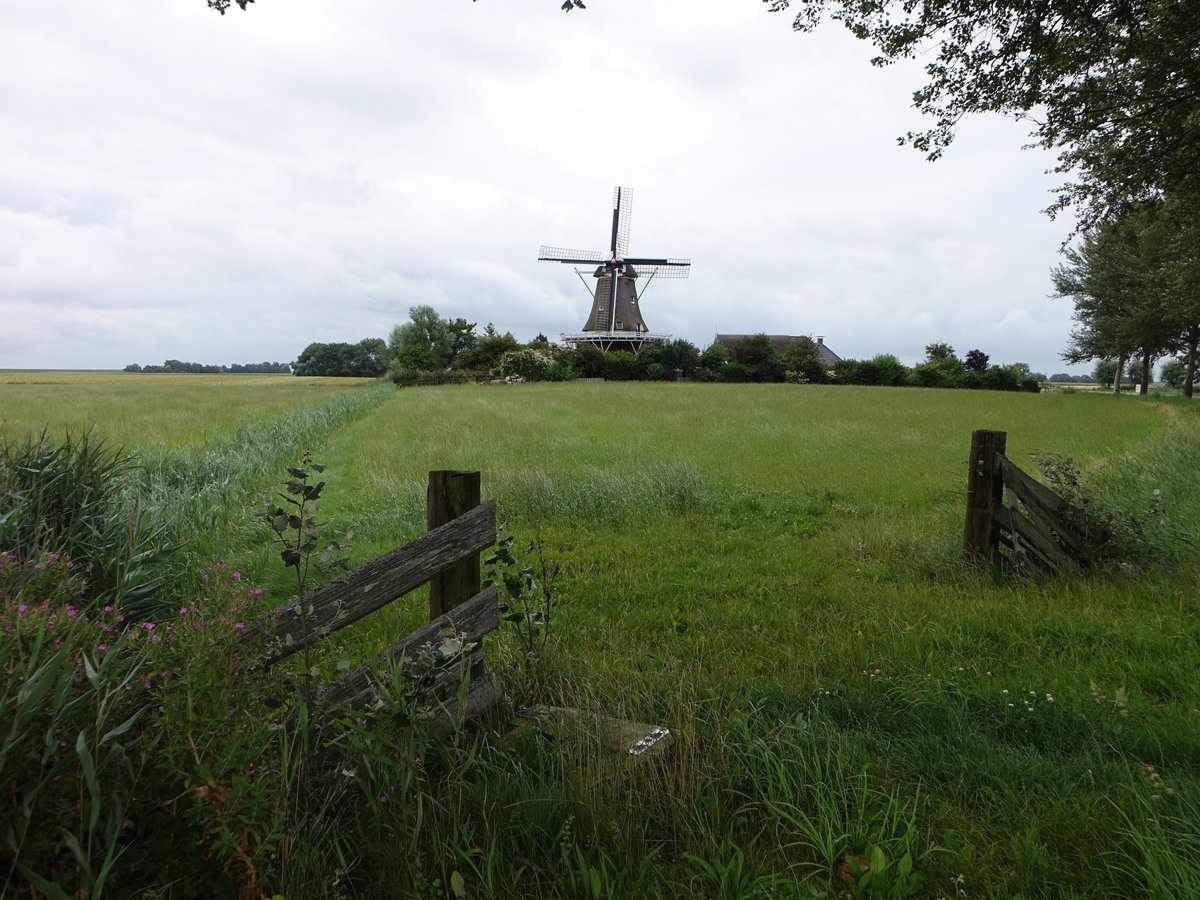 Molen de Hond auf einer Wiese bei Paesens (27.07.2017)