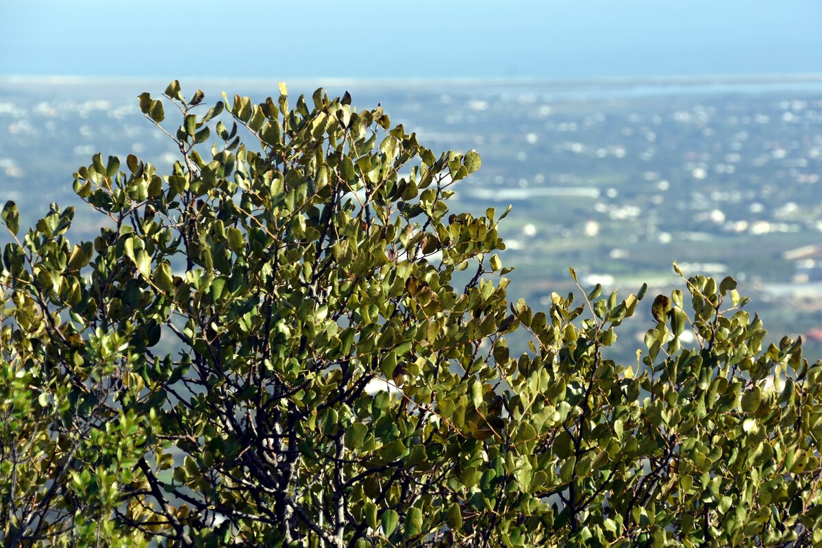 MONCARAPACHO e FUSETA, 21.02.2020, Blick vom 411 m hohen Cerro de São Miguel nach Süden auf die Atlantikküste