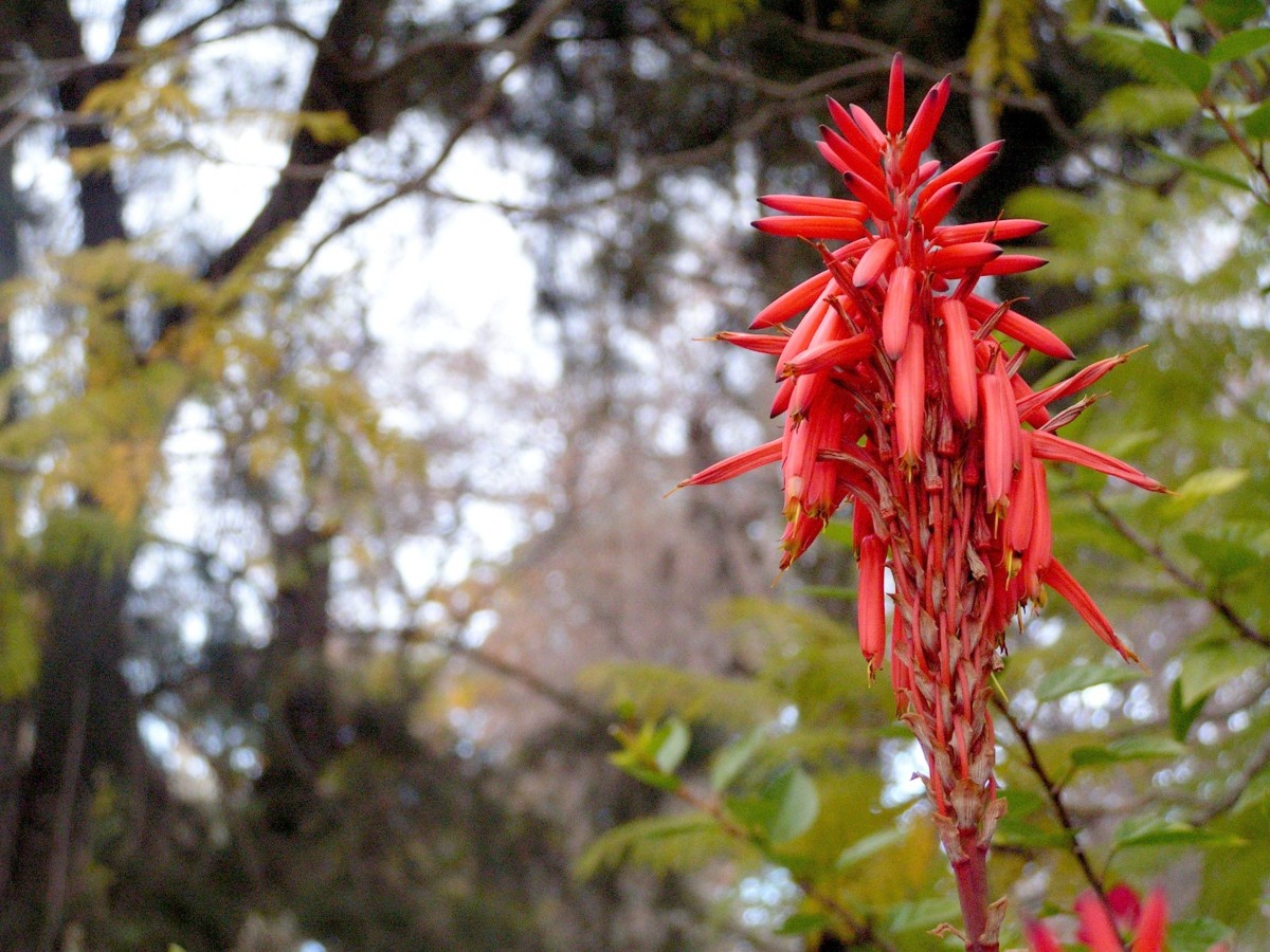 MONCHIQUE, 29.01.2005, Agavenblüte in Caldas de Monchique