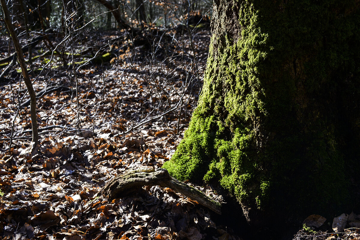 Moos in den Fröruper Bergen südlich von Flensburg. Aufnahme: 27. februar 2022.