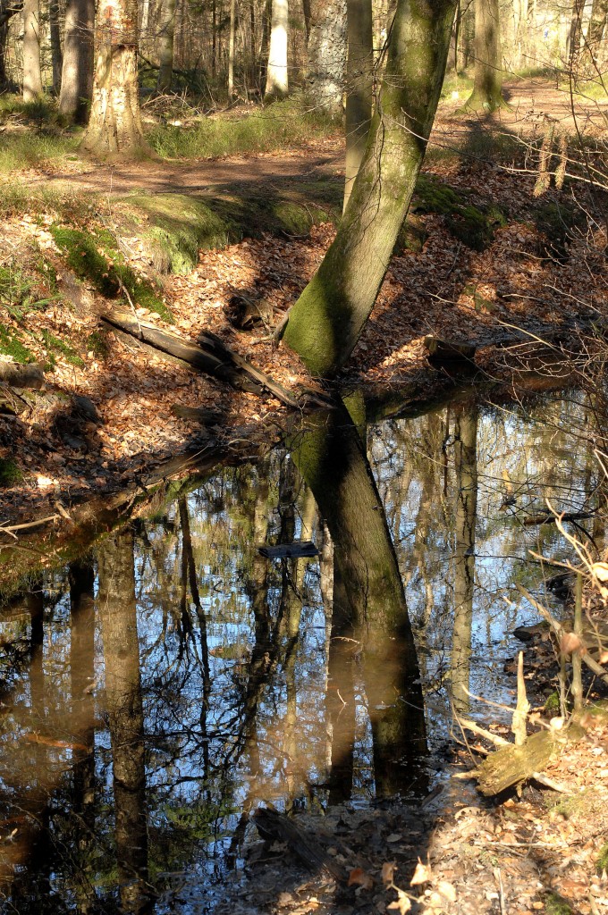 Mühlenbach im Lindewitter Wald östlich von Flensburg. Aufnahme: März 2012.