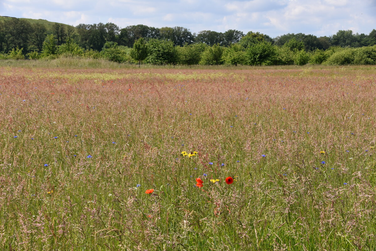 MÜNSTER, 02.06.2022, in den Rieselfeldern, ein Europäisches Vogelschutzgebiet auf 4,3 km², im Norden der Stadt Münster