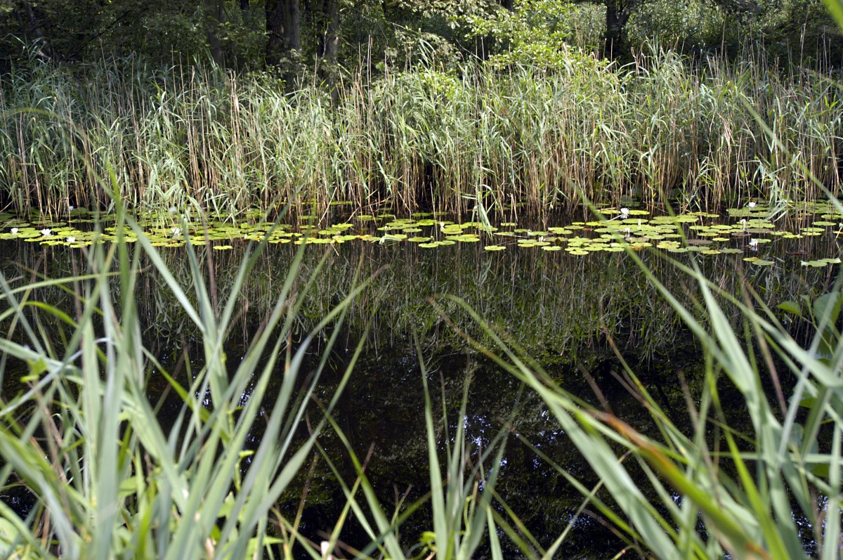 Müritz-Nationalpark - Stilles Wasser im Graziner See. Aufnahme: Juli 2006.