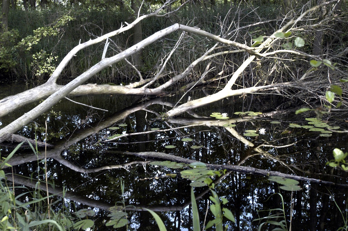 Müritz-Nationalpark - Tote Bäume am Specke See. Aufnahme: Juli 2006.
