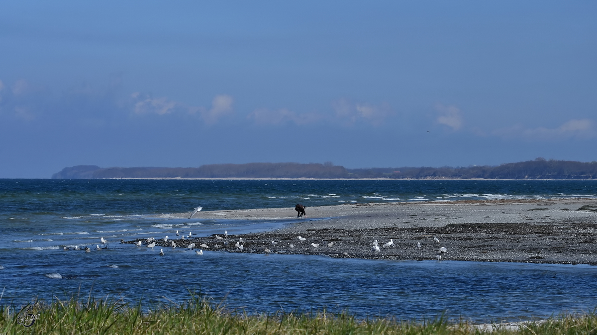 Muschelsuche an der Ostseeküste - Mensch sucht Hülle, Vogel sucht Inhalt. (Priwall, April 2019)