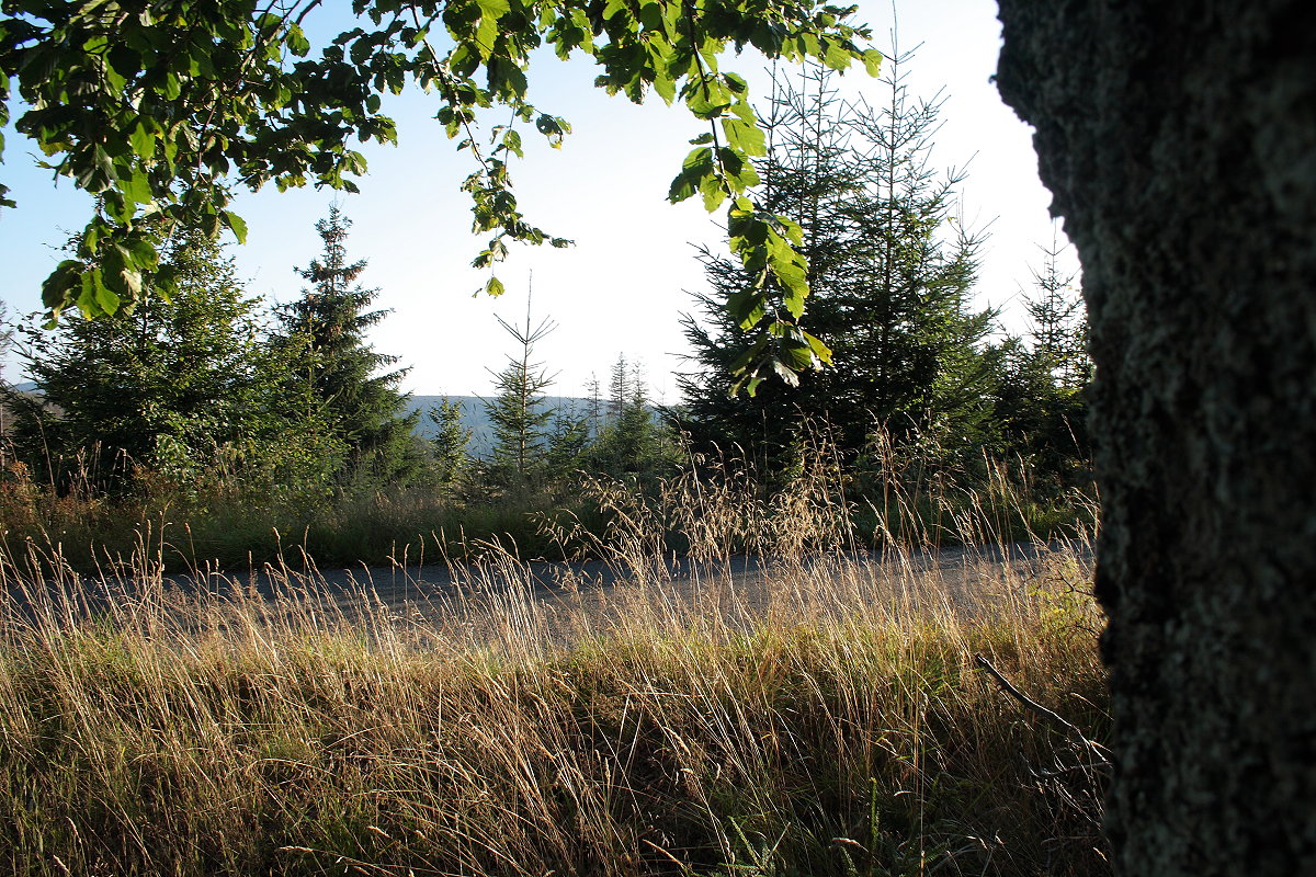 Nach dem Absterben und Verschwinden der ehemaligen Fichtenforste ist an der Hahnenkleer Waldstraße ein neuer Mischwald herangewachsen; Aufnahme vom frühen Abend des 03.09.2021...