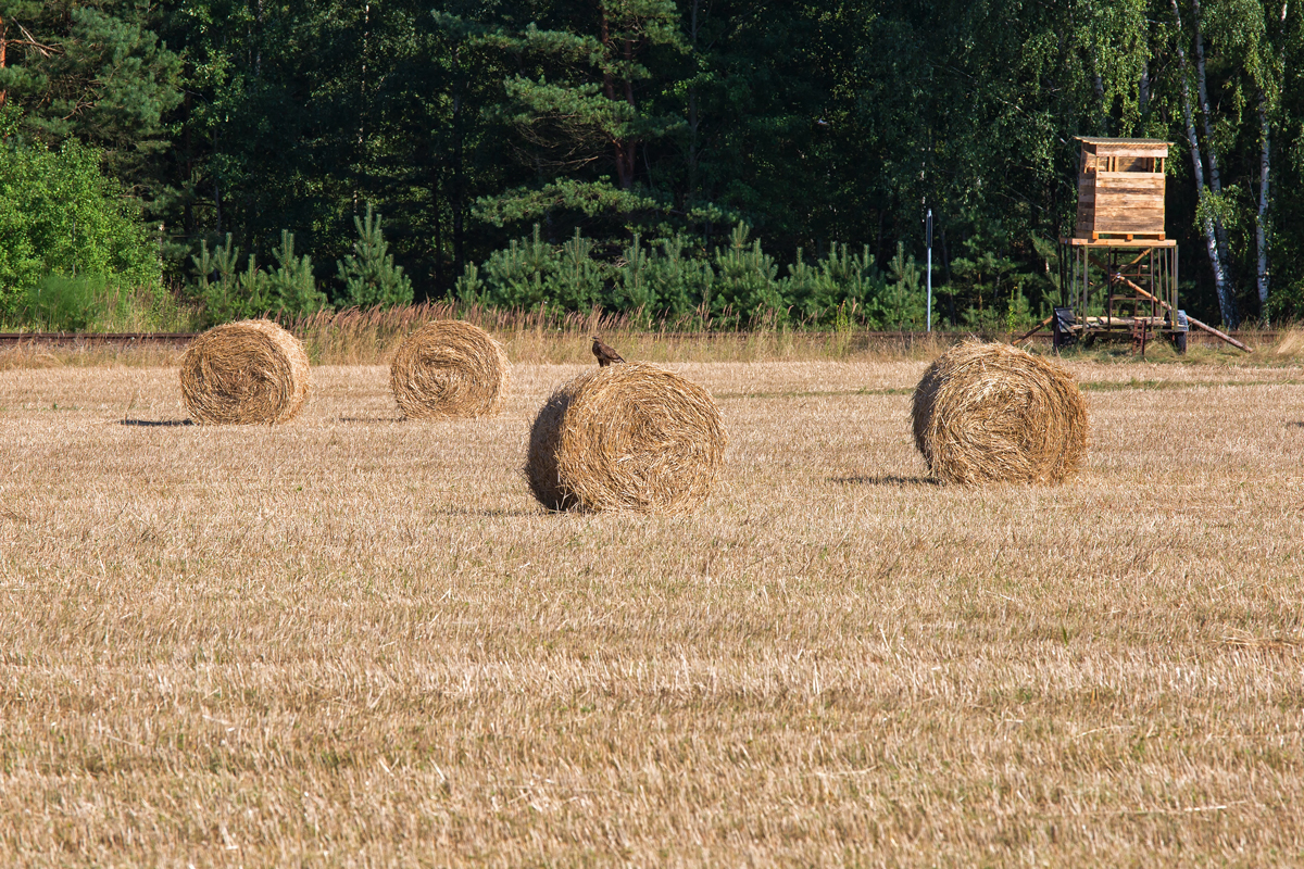 Nach der Ernte nutzt ein  Bussard den Strohballen scheinbar als Jagdansitz. - 22.07.2014