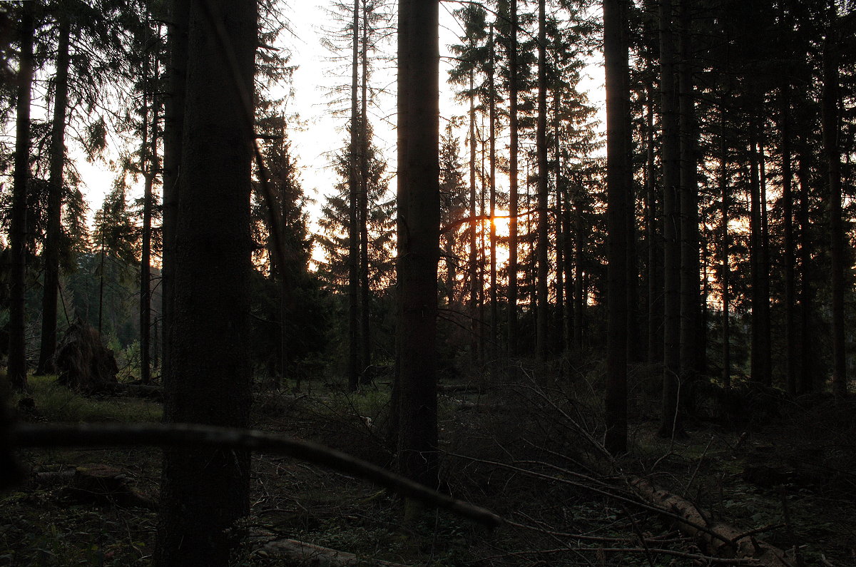 Nach Sonnenaufgang im Wald an der Hahnenkleer Waldstraße; Aufnahme vom frühen Morgen des 27.08.2019...