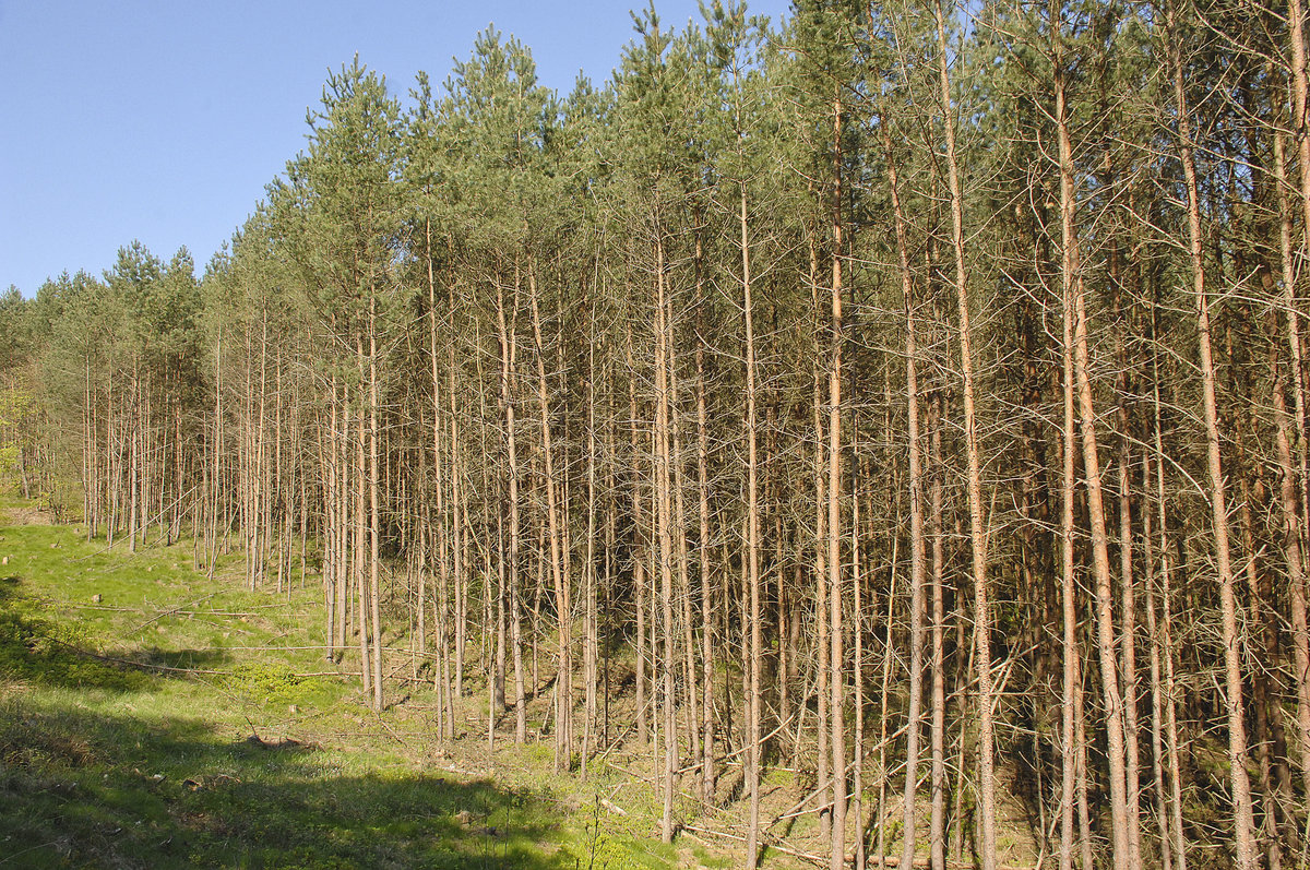 Nadelbäume an der deutsch-polnischen Grenze westlich von Świnoujście (Swinemünde). Aufnahmee: 6. Mai 2016.
