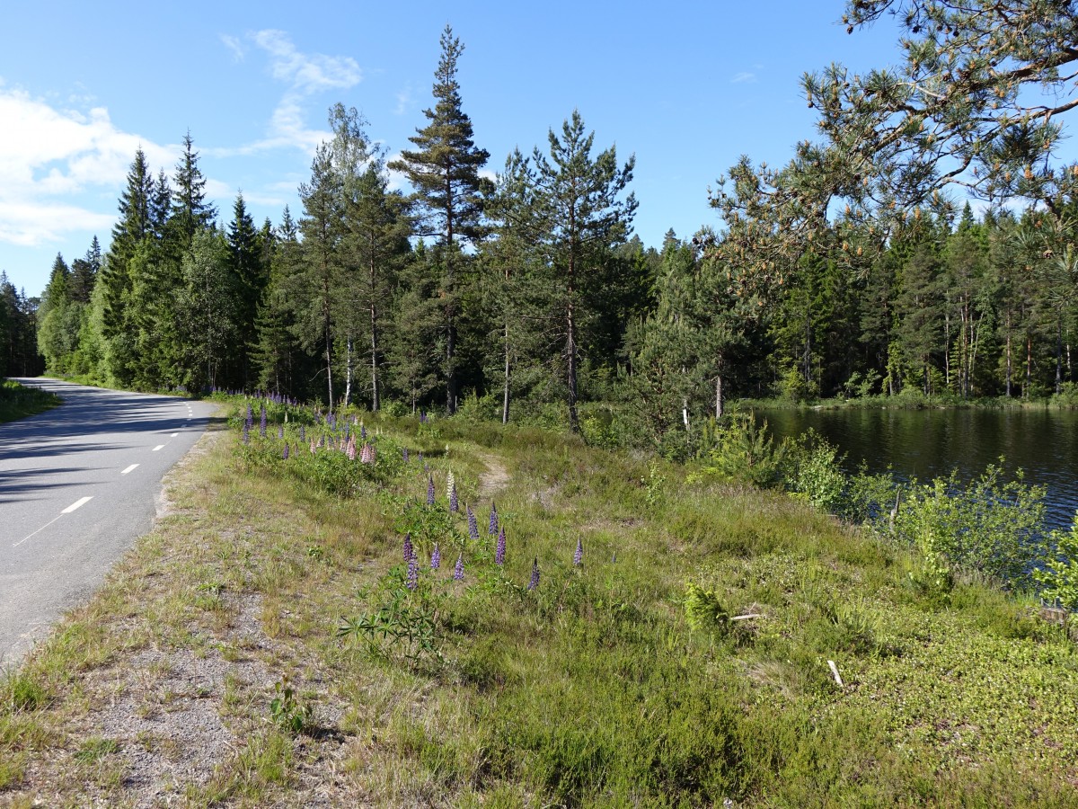 Nadelwälder bei Brosundet am Viken See (16.06.2015)