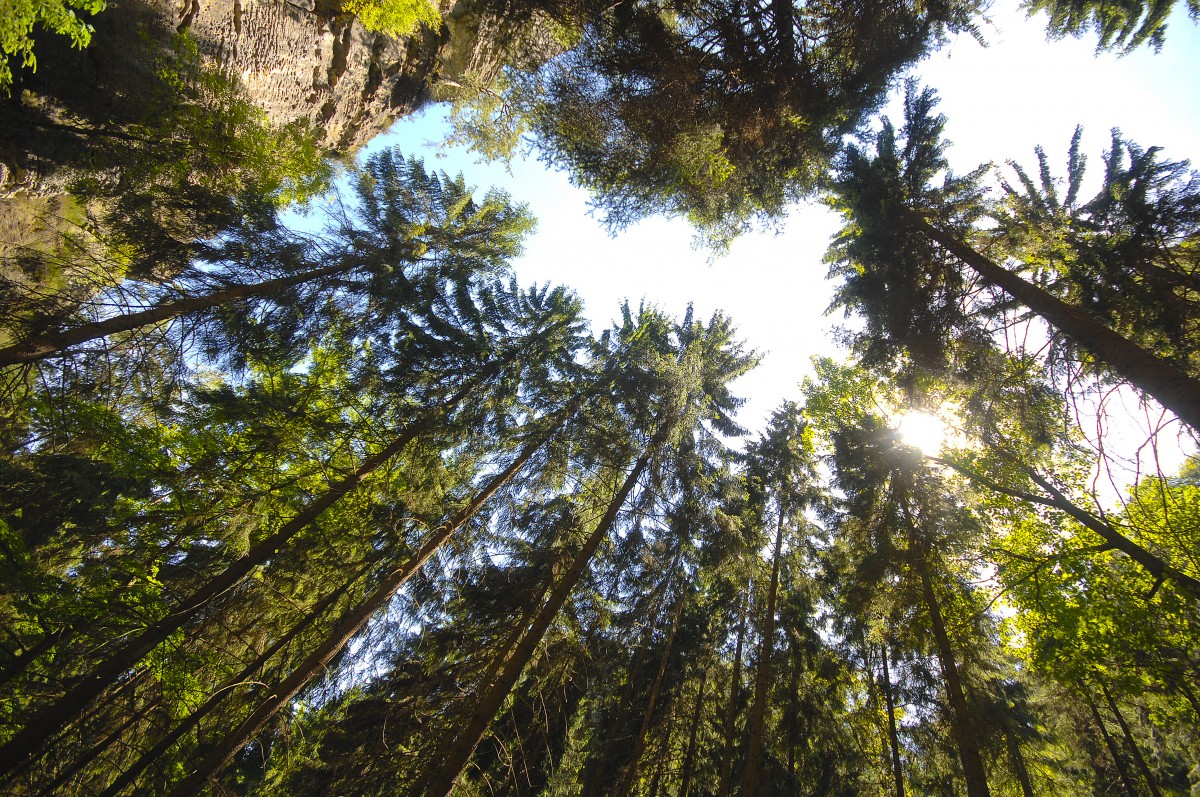 Nadelwald in der Sächsischen Schweiz. Aufnahme: Juni 2014.