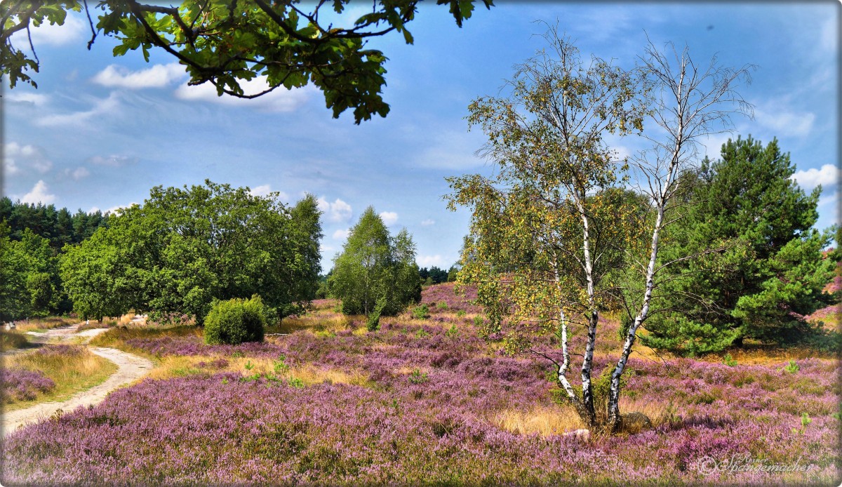 Nähe Wilseder Berg in der Lüneburger Heide, zur Heideblüte 2014