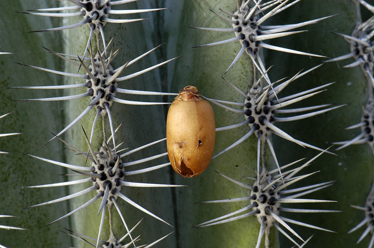 Nahaufnahme vom Kaktus auf Teneriffa. Aufnahme: Oktober 2008.