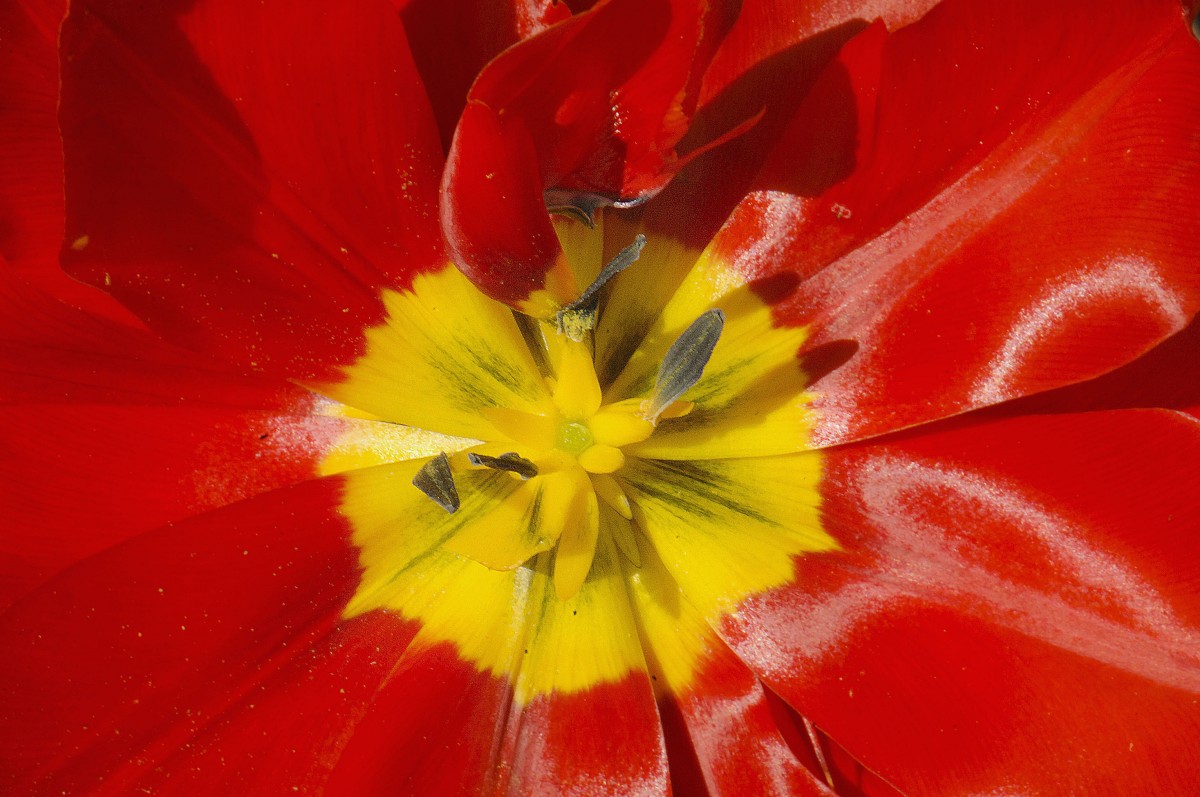 Nahaufnahme von einer Tulpe in der Gartenstadt in Flensburg.Aufnahme: Mai 2011.