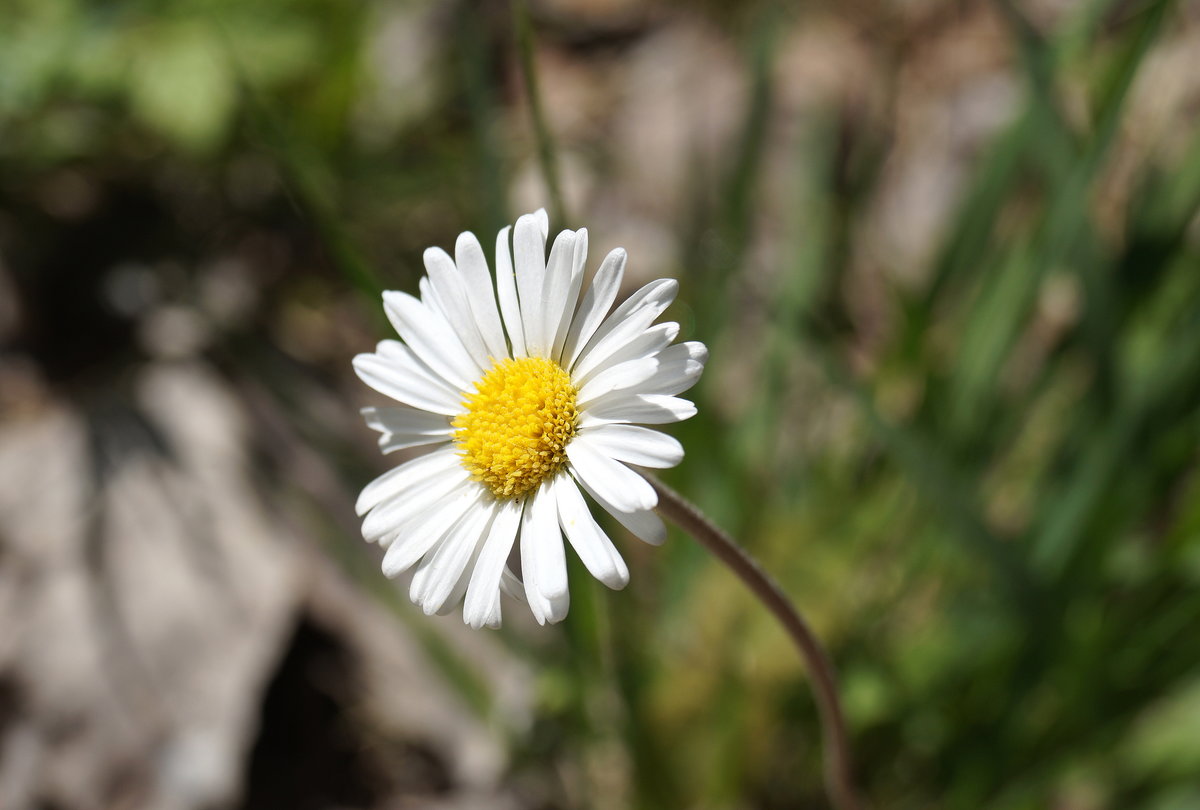 Nahaufnahme einer weißen Wiesenblume (wohl eine Margeritenart), 09.06.2019.
