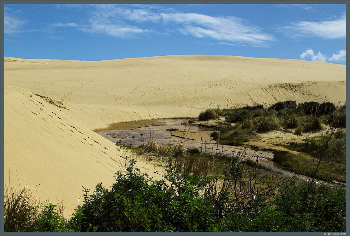 Nahe Cape Reinga befinden sich die Te Paki-Sanddünen, die größten Dünen Neuseelands. Der gleichnamige Bach trennt die Dünen von der Vegetation. (13.10.2016)