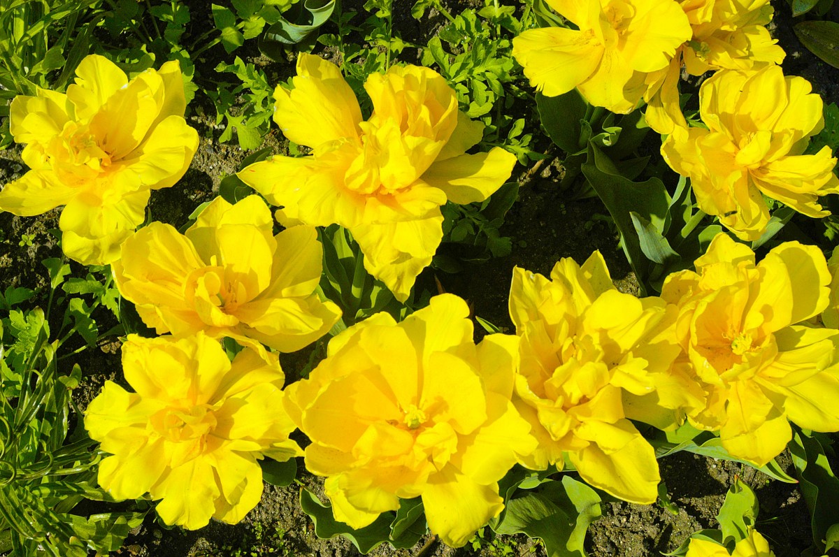 Narzissen (Narcissus) im Garten Emil Noldes auf Seebühl in Nordfriesland. Aufnahme: Mai 2007. Noldes Gartenkunstwerk stellt ein Stück gestaltete Natur dar, das selbst wie ein großes Gemälde wirkt.