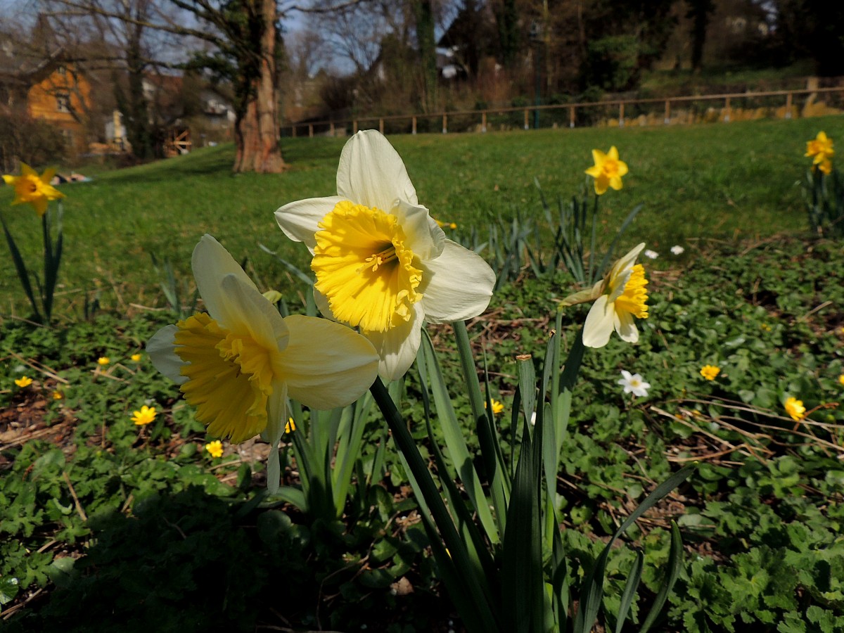 Narzissenblüte im Stadtpark, und im Hintergrund die ersten Sonnenhungrigen auf der Wiese; 140222