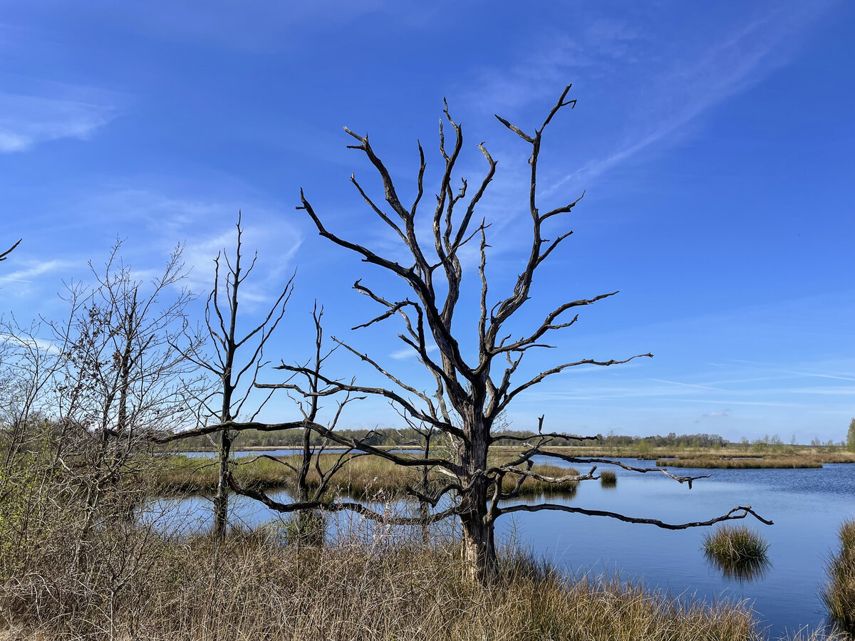 Nationalpark Dwingelderveld, im Südwesten der niederländischen Provinz Drenthe, ist ein 3.700 Hektar großes Heide- und Waldgebiet. Aufnahme: 15. April 2022.