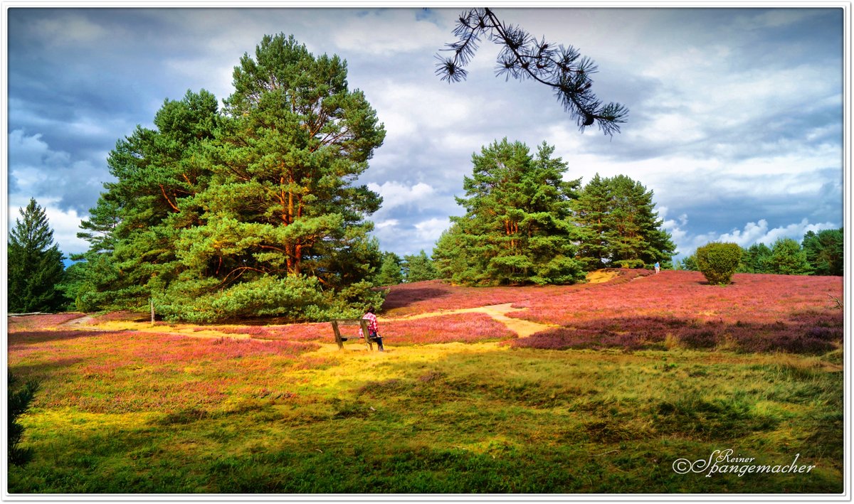 Naturpark-Südheide August 2016. Im Bild die Misselhorner Heide bei Hermannsburg zur Zeit der Heideblüte. Die Heide blüht in der Regel von Ende Juli bis in den September hinein.