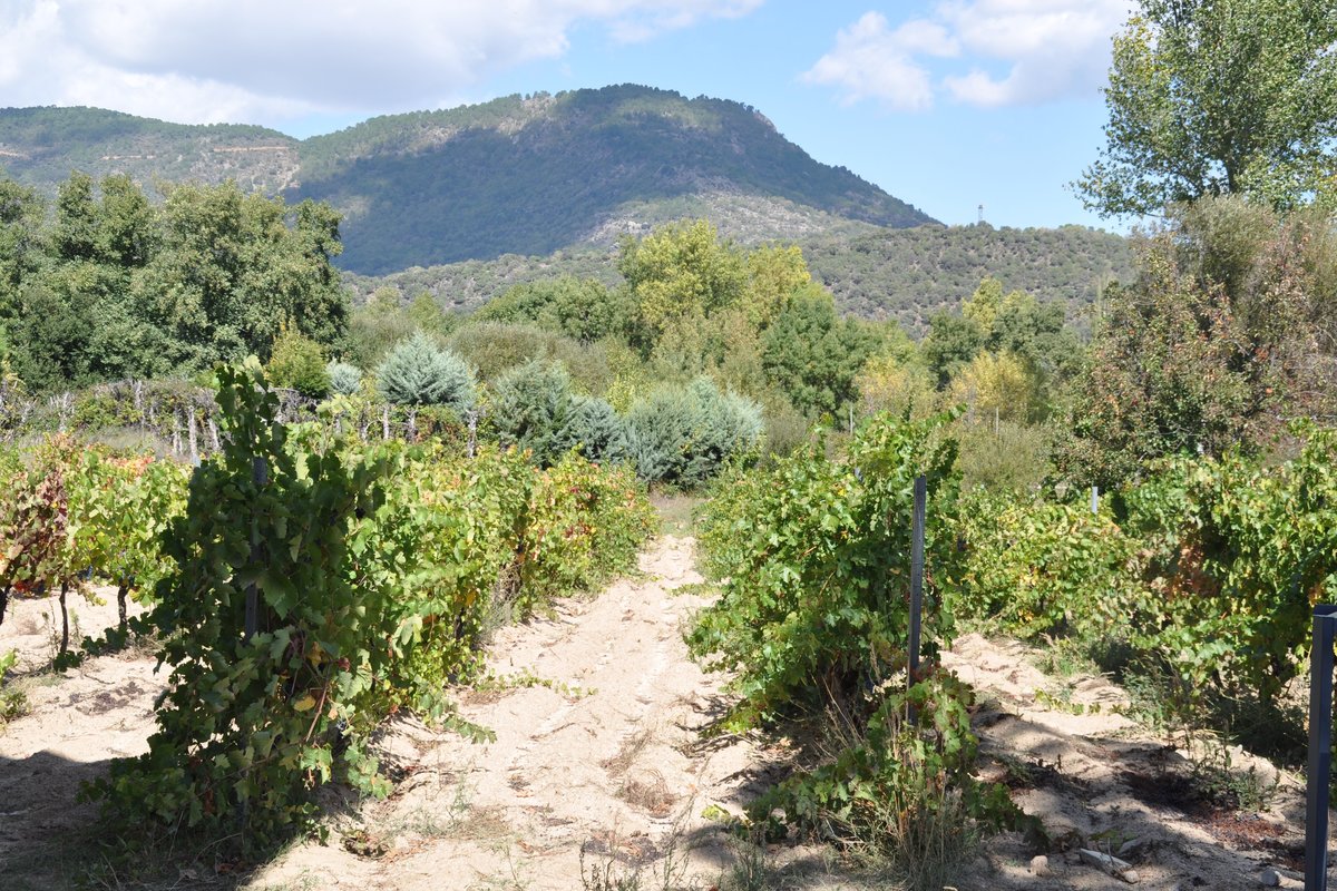 NAVAHONDILLA, 02.10.2015, Weinanbau Landschaftsfotos.eu