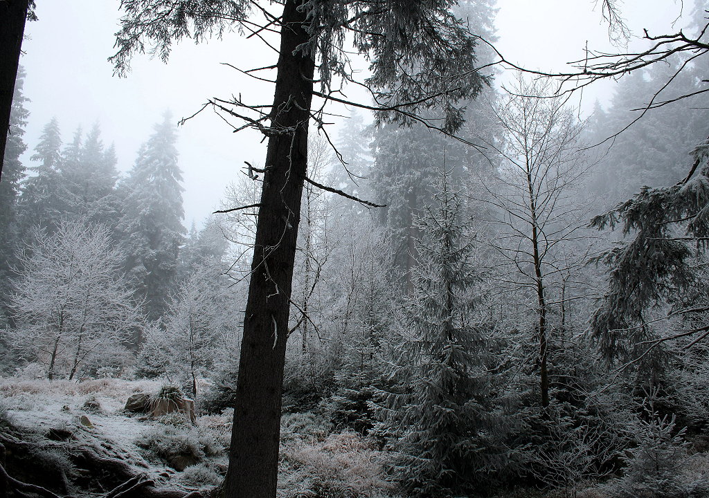 Nebel und Rauhreif im Wald an der Bärenbrücke bei Braunlage; Aufnahme vom Vormittag des 30.11.2014...