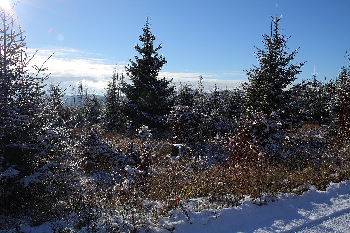 Neu entstehender Mischwald an der Hahnenkleer Waldstraße unter Schnee und Blick hinüber zu den Bergen auf der gegenüberliegenden Seite des Harzer Odertals; Aufnahme vom Nachmittag des 21.11.2022...