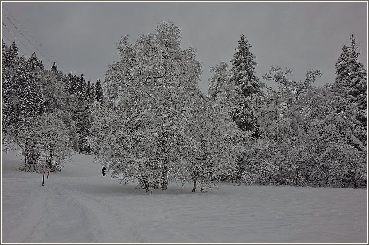 Neuschnee unterstreicht die Schönheit der Bäume.
(05.12.2020)