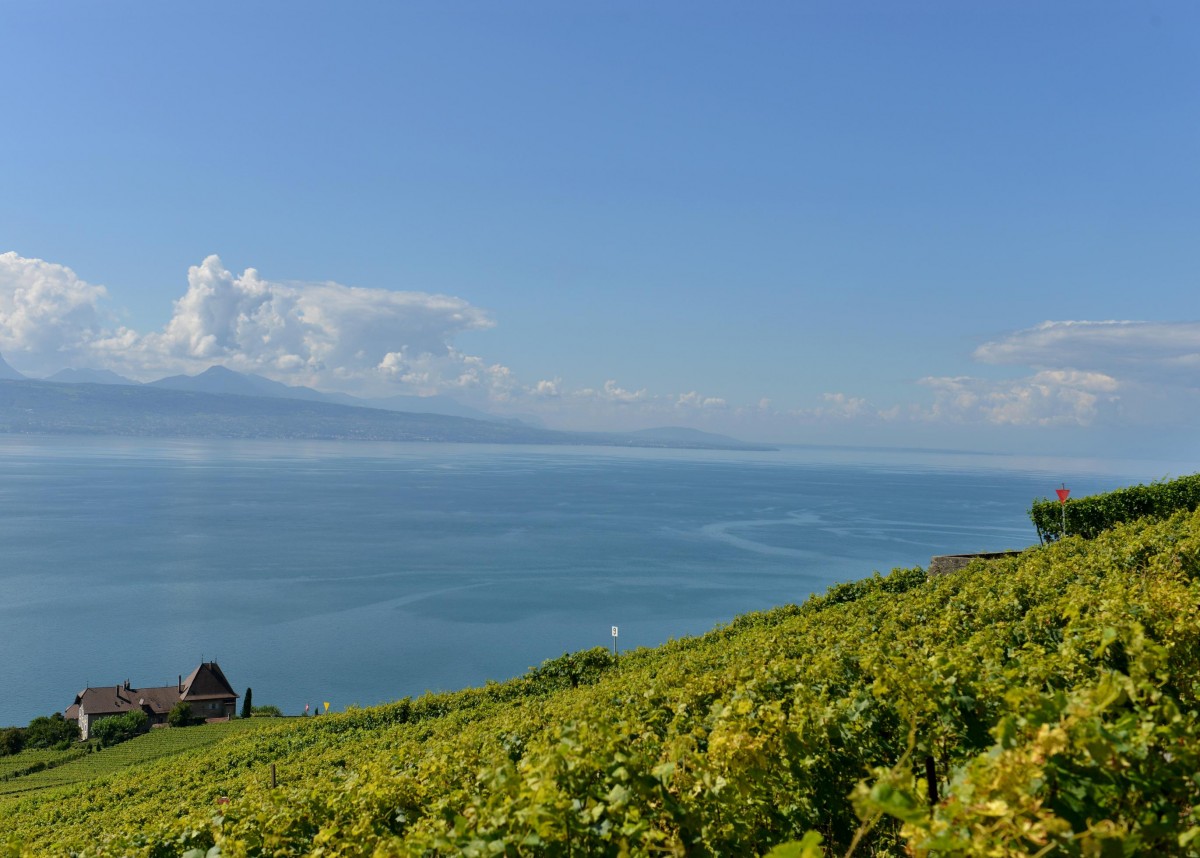 Nicht breit, aber ewig lang: Der Genfer See. Das Bild entstand bei Grandvaux am 26.08.2013.