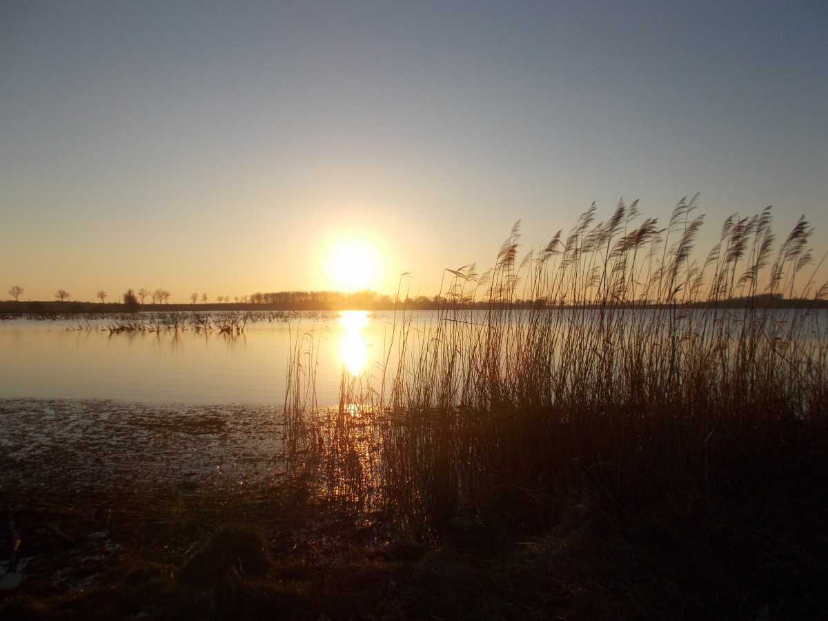 Noch einmal,am 25.Februar 2015,am Nonnensee bei Bergen/Rügen.