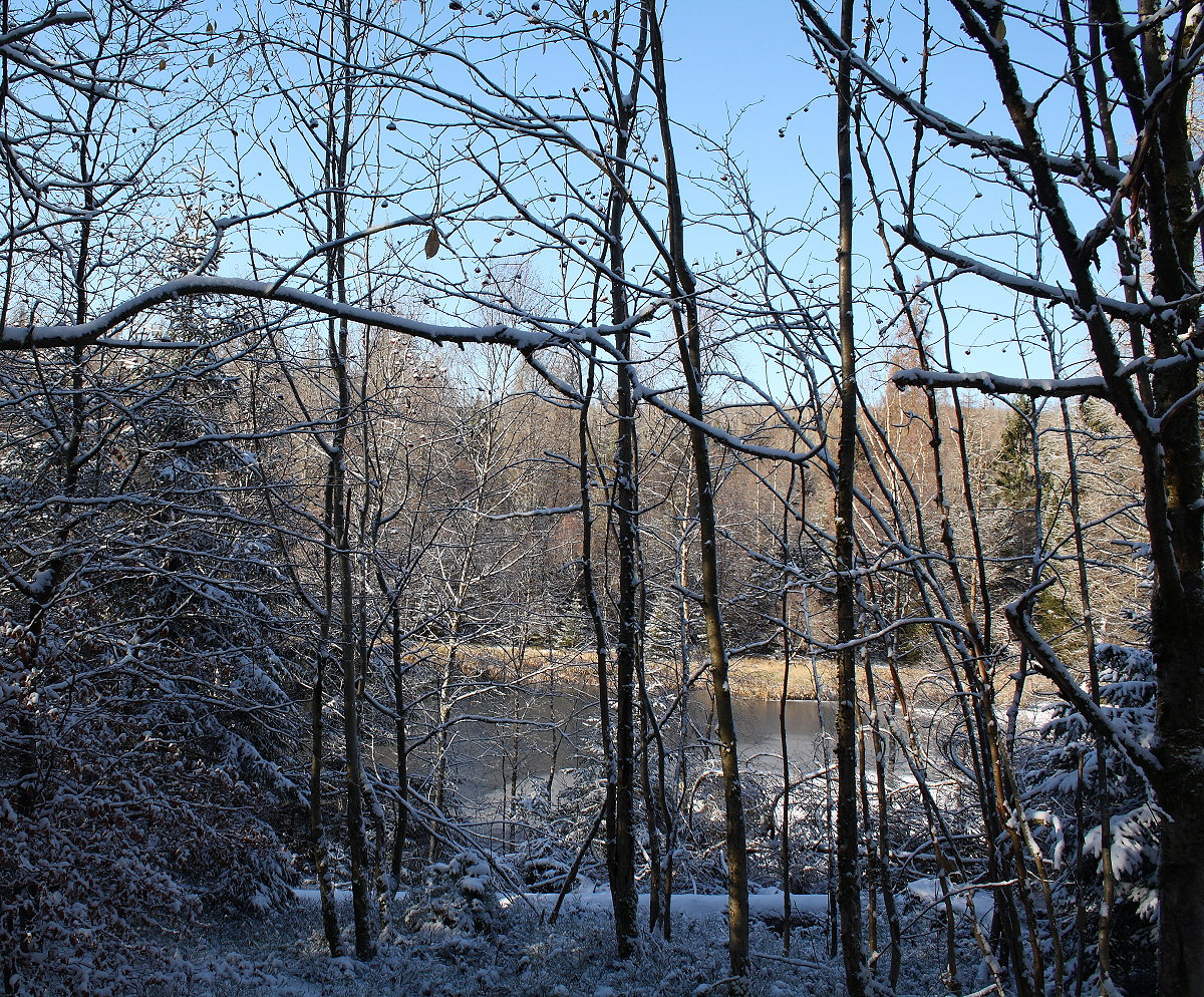 Nun bin ich am Silberteich angekommen; Blick am Nachmittag des 21.11.2022 durch den Wald hinunter auf den kleinen See...