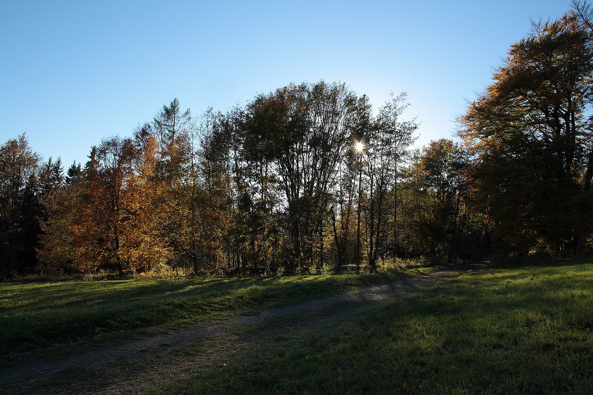 Nur wenige Minuten hinter den letzten Häusern von Braunlage an der Herzog-Johann-Albrecht- Straße beginnt der Wald; später Nachmittag des 24.10.21 auf der Rauen Wiese...