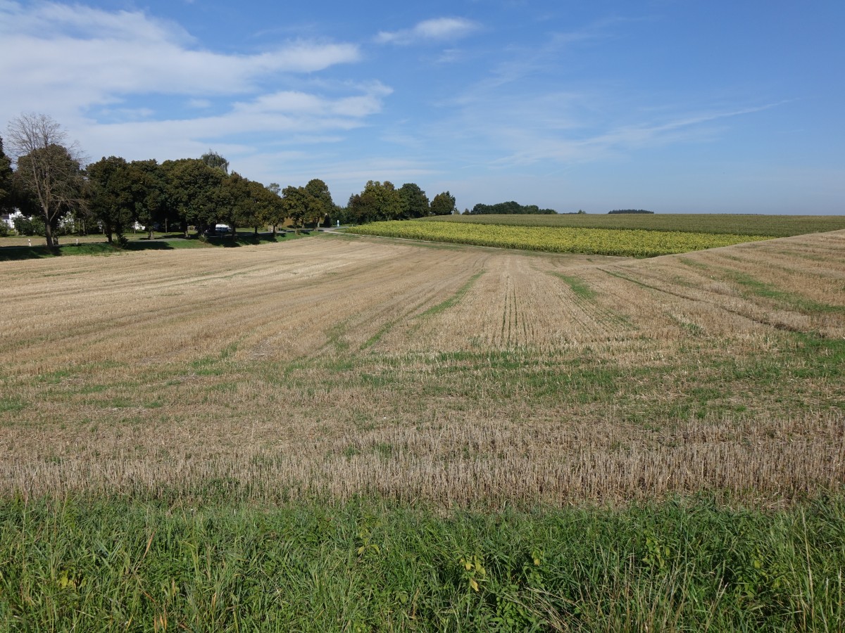 Oberbayern bei Langenmoos, Kreis Fürstenfeldbruck (13.09.2015)