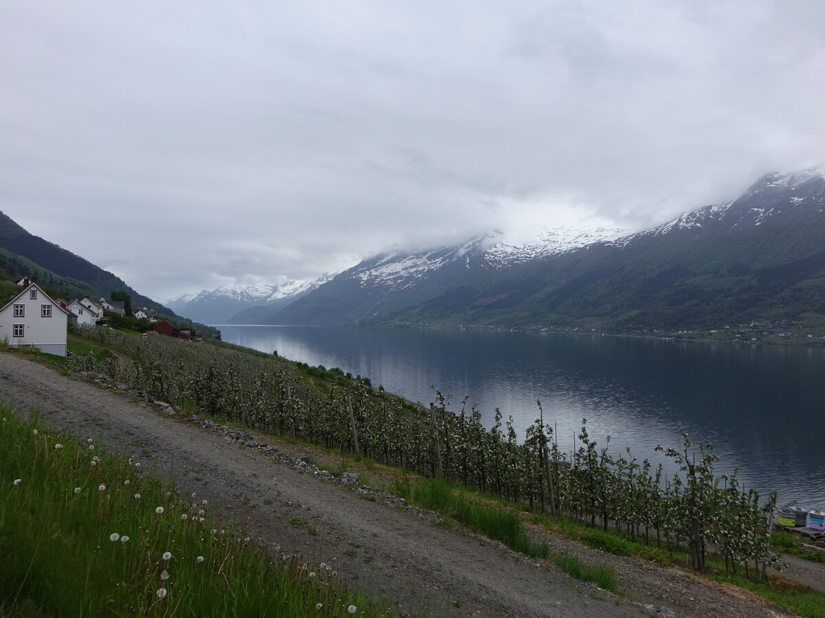 Obstbäume am Hardangerfjord bei Kinsarvik (27.05.2023)