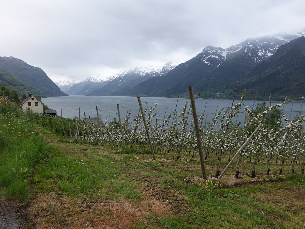 Obstbäume am Hardangerfjord bei Ullensvang (27.05.2023)