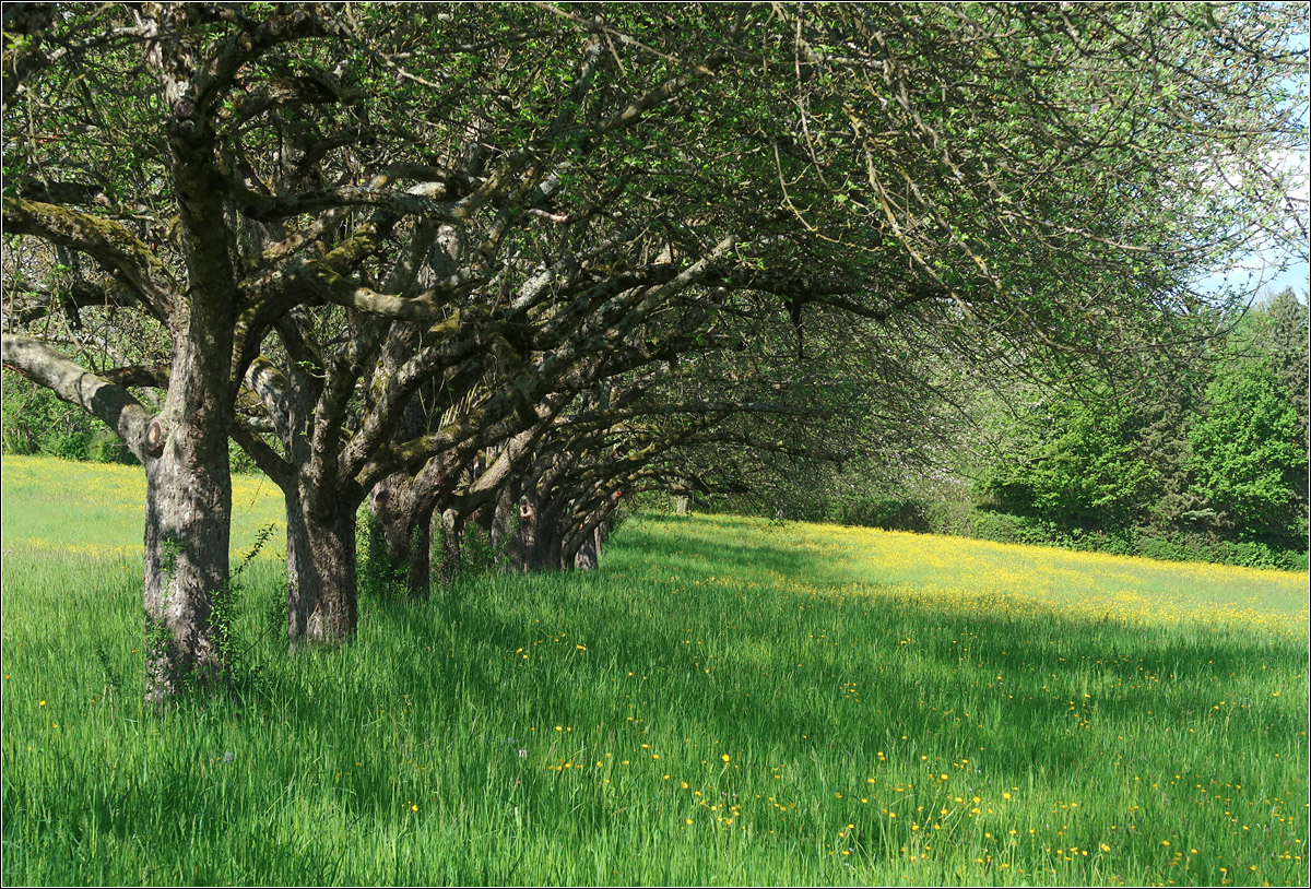 Obstbaumwiese -

Landschaft zwischen Waiblingen Korber Höhe und Waiblingen Beinstein.
 
13.05.2021 (M)