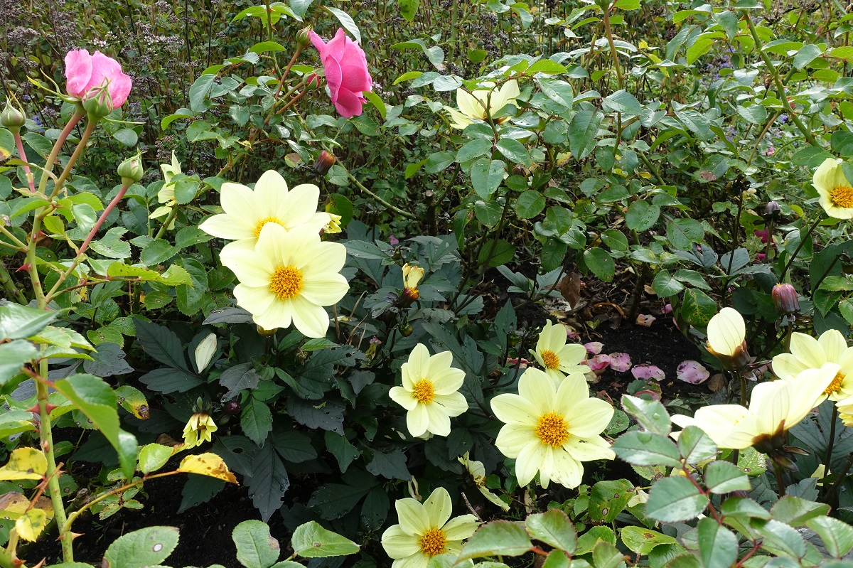 Oktober in Hamburg im Park Planten un Blomen am 11.10.2020 /