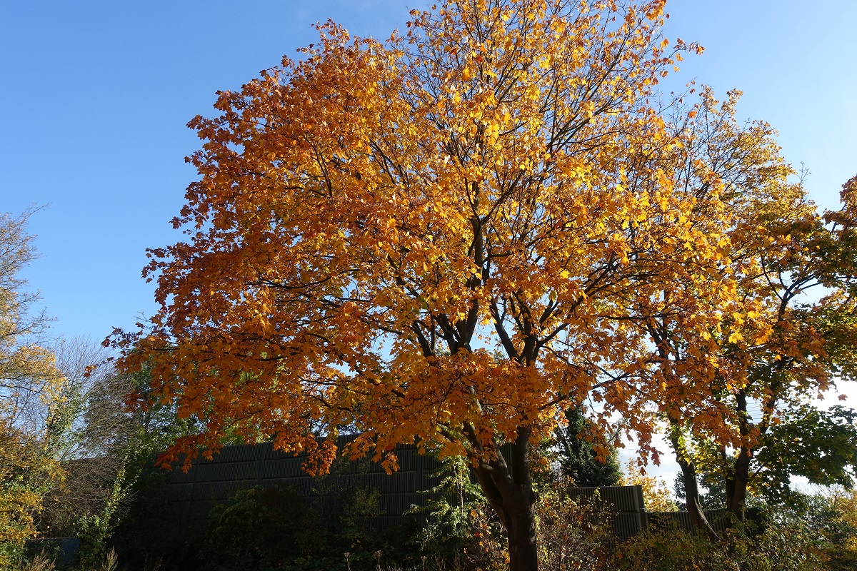 Oktober in der Stadt:  Herbstlaub in Hamburg-Billstedt am 24.+27.10.2020 /