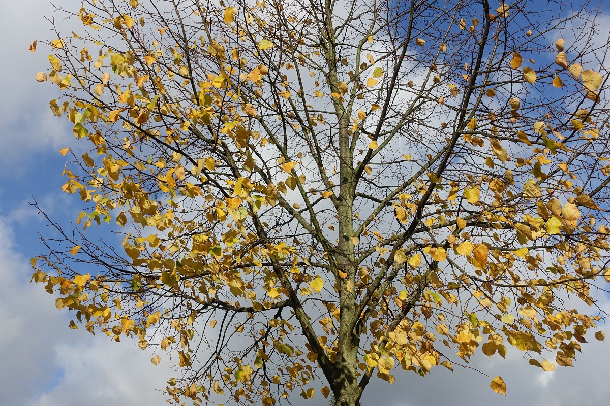 Oktober in der Stadt:  Herbstlaub in Hamburg-Billstedt am 24.+27.10.2020 /