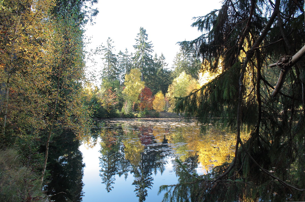 Oktoberstimmung am Silberteich im Gegenlicht der Mittagssonne; Aufnahme vom 17.10.2018... 