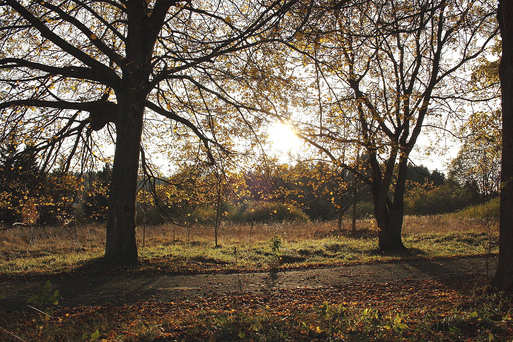 Oktoberstimmung in Braunlage: Bume der Allee hinter dem Rathaus im Gegenlicht der Abendsonne; Aufnahme vom 22.10.2013...