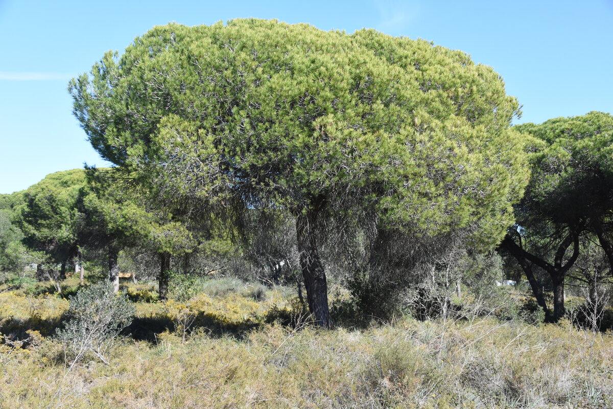 OLHÃO, 05.02.2019, im Naturschutzgebiet Ria Formosa östlich der Stadt