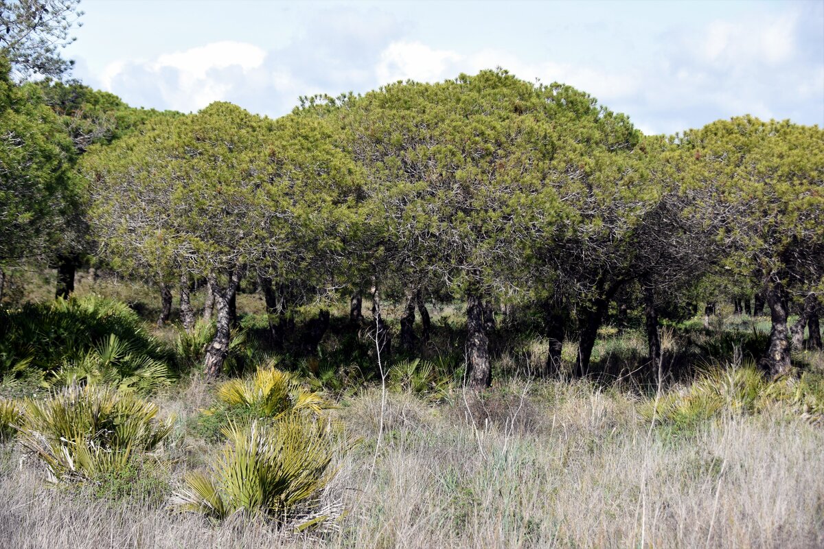 OLHÃO, 09.02.2020, im Naturschutzgebiet Ria Formosa östlich der Stadt