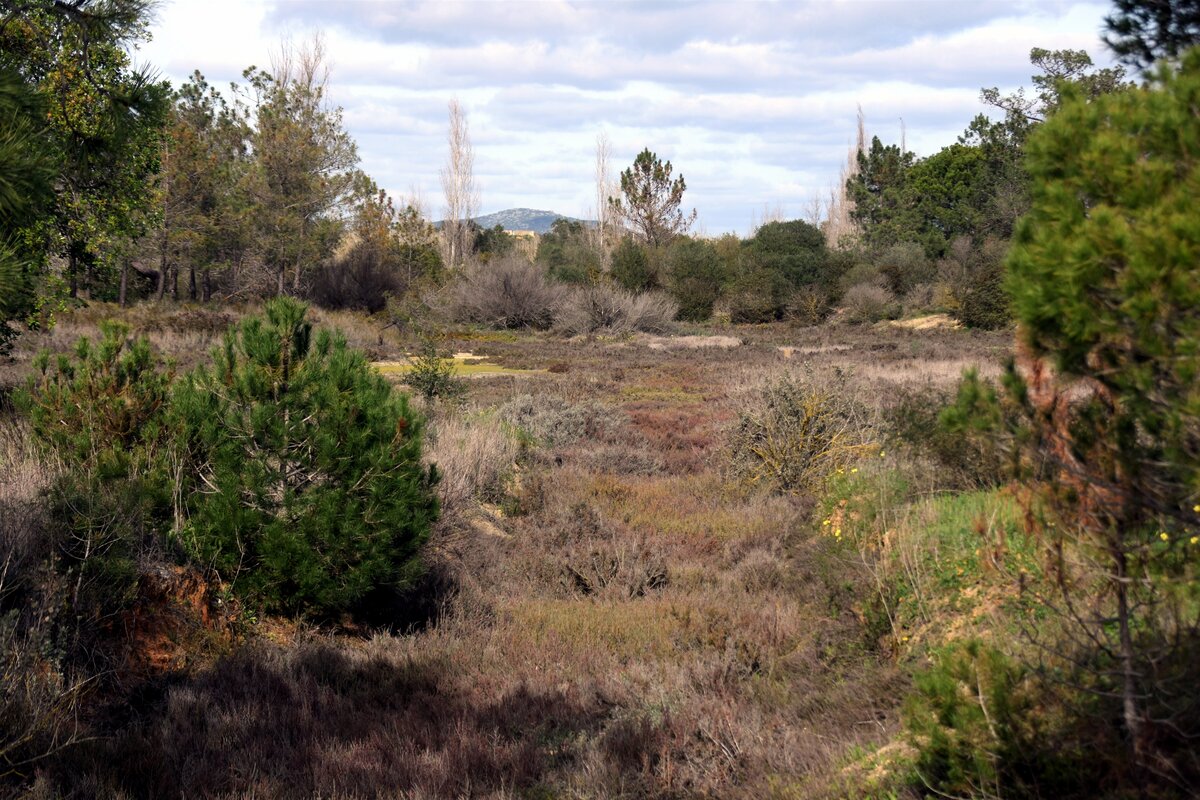 OLHÃO, 09.02.2020, im Naturschutzgebiet Ria Formosa östlich der Stadt