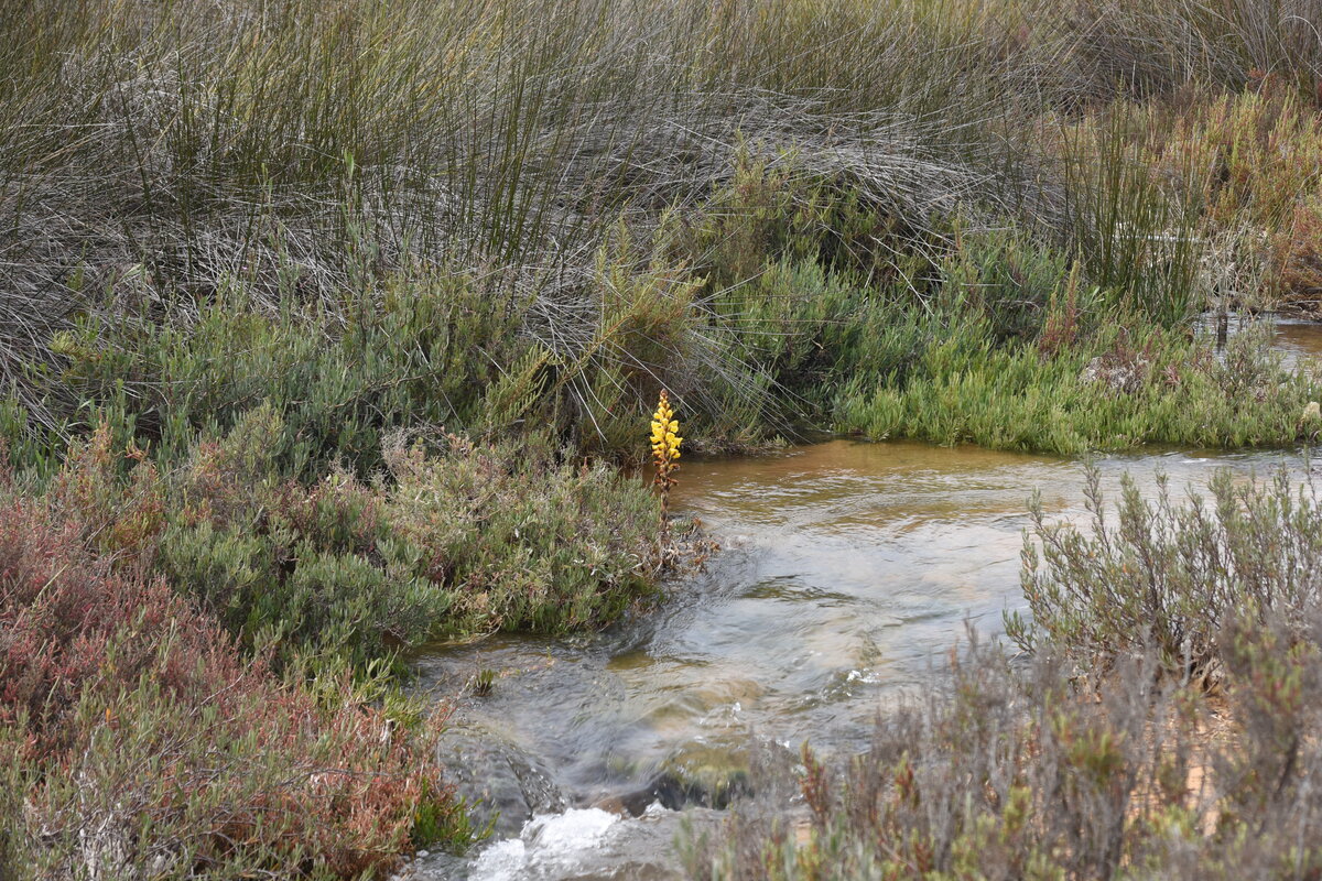 OLHÃO, 18.03.2022, im Naturschutzgebiet Ria Formosa östlich der Stadt