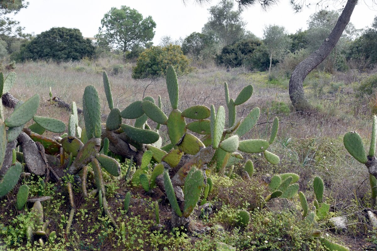 OLHÃO, 18.03.2022, im Naturschutzgebiet Ria Formosa östlich der Stadt