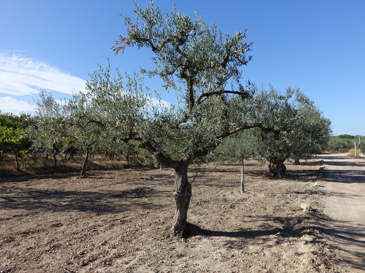 Olivenbäume bei Barletta, Apulien (27.09.2022)