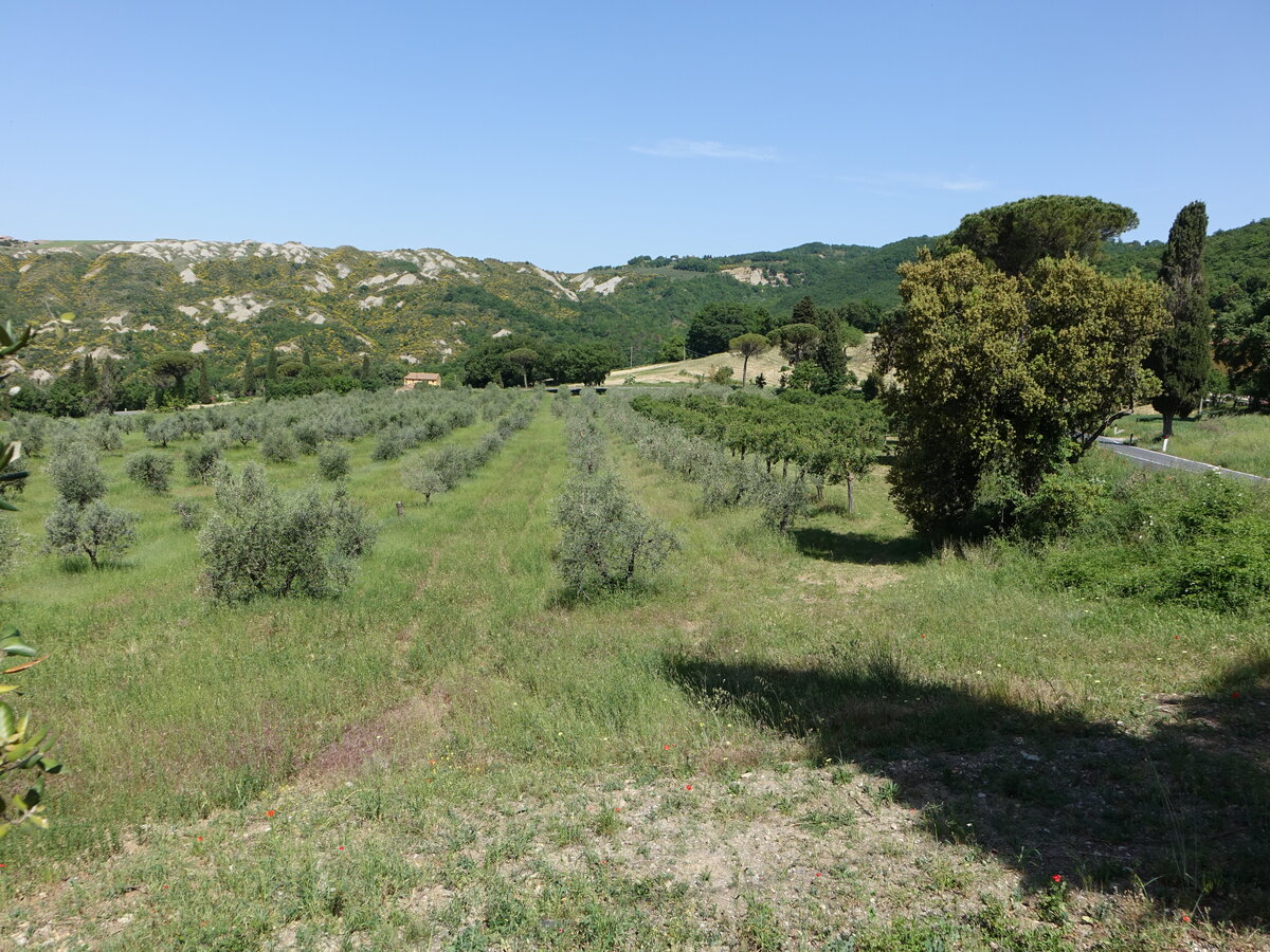 Olivenhain bei Citta della Pieve, Umbrien (21.05.2022)