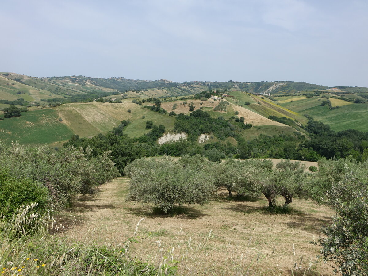 Olivenhain bei Serramonacesca, Abruzzen (26.05.2022)